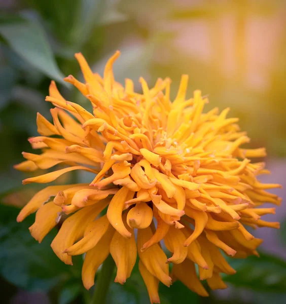 Flor amarela florescendo Zinnia no jardim em um dia de verão — Fotografia de Stock
