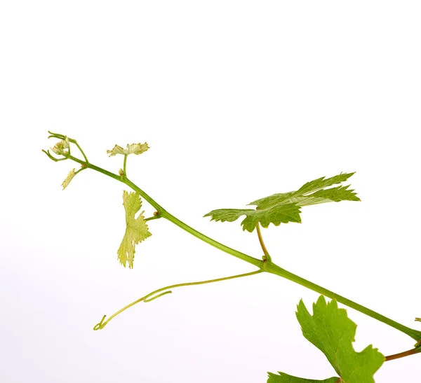 Brote joven de uvas con hojas verdes sobre un fondo blanco — Foto de Stock