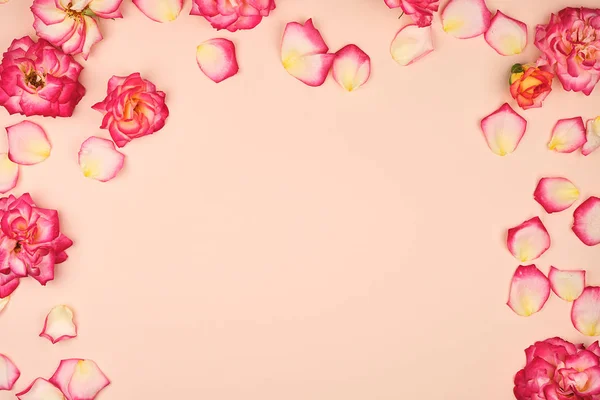 Bej bir arka plan üzerinde pembe gül çiçekli tomurcukları — Stok fotoğraf