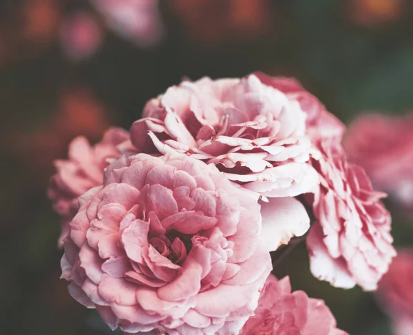 Brotes de rosas rosadas en flor en el jardín — Foto de Stock