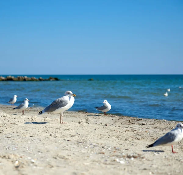 Big white sea gulls on the sandy coast of the Black Sea on a sum — Stock Photo, Image