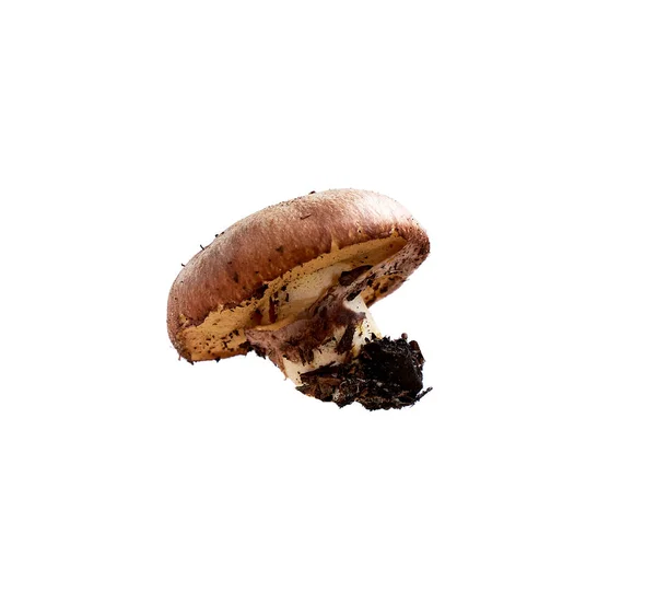Skog färsk rå ätlig svamp Suillus luteus isolerad på whit — Stockfoto