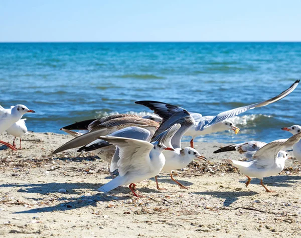 Big sea gulls run after each other on the sandy shore of the Bla — Stock Photo, Image
