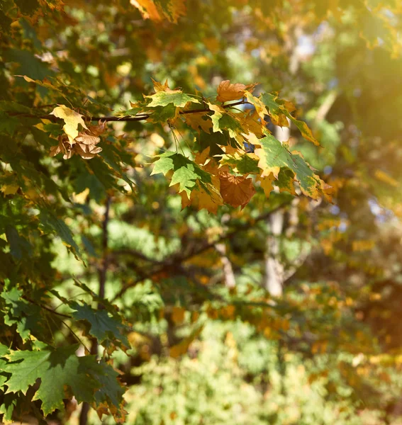 Gałęzie klonowe z żółtymi i zielonymi liśćmi — Zdjęcie stockowe