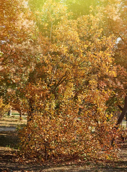 Jesienny Park miejski z pożółkły liści na drzewach w słońcu — Zdjęcie stockowe