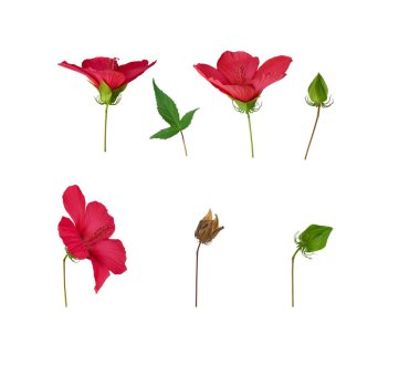 kuru kahverengi ebegümeci tohumu kutusu, çiçeklenme ebegümeci tomurcuk ve unblown