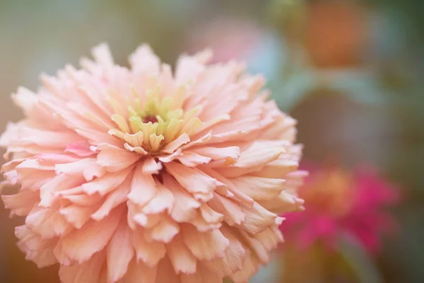 Fleur rose floraison Zinnia dans le jardin un jour d'été — Photo