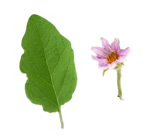 Φρέσκο πράσινο φύλλο και μωβ μελιτζάνα λουλουδιών απομονώνονται σε ένα λευκό — Φωτογραφία Αρχείου