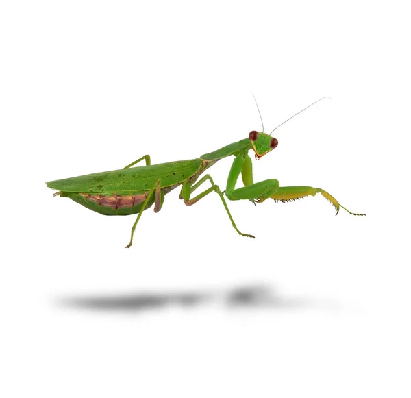 Verde mantis está de pé e olhando para a câmera em um ba branco — Fotografia de Stock