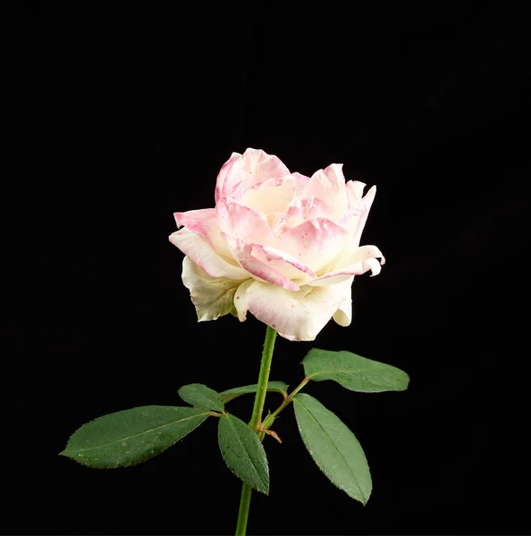 Brote de una rosa floreciente con hojas verdes sobre un fondo negro —  Fotos de Stock