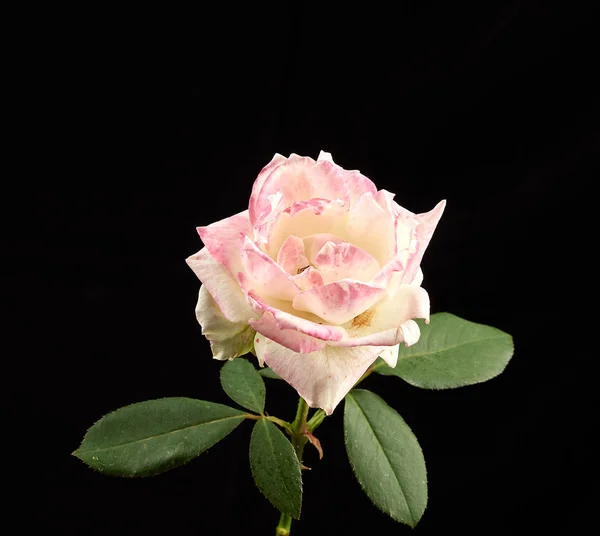 Brote de una rosa rosa blanca floreciente con hojas verdes —  Fotos de Stock