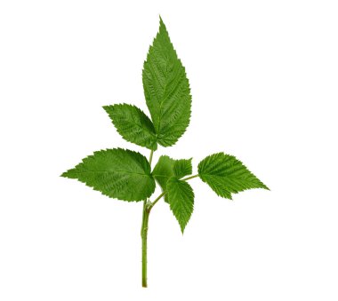 yeşil bir kök ve beyaz bir backgro üzerinde yaprakları ile ahududu dalı