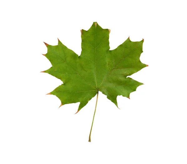 Зеленый кленовый лист выделен на белом фоне — стоковое фото