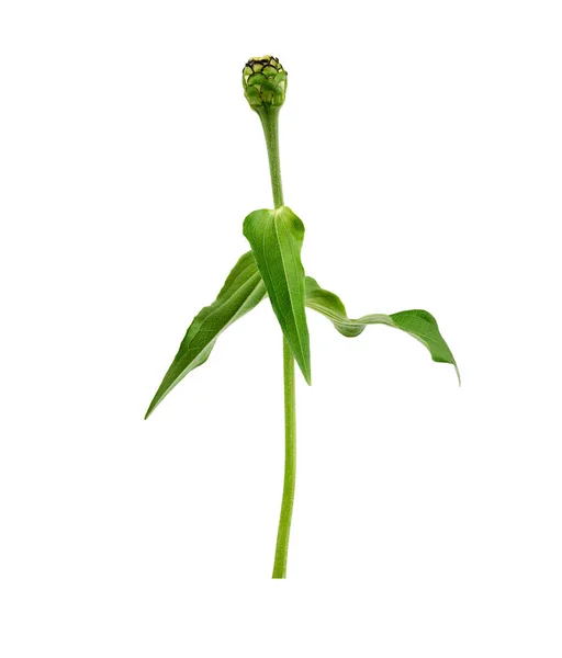 Tallo de flor de zinnia con hojas verdes y brote sin soplar aislado o — Foto de Stock