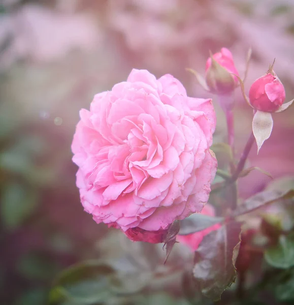 Buds of pink blooming roses in the garden, rays of the bright su — Stock Photo, Image