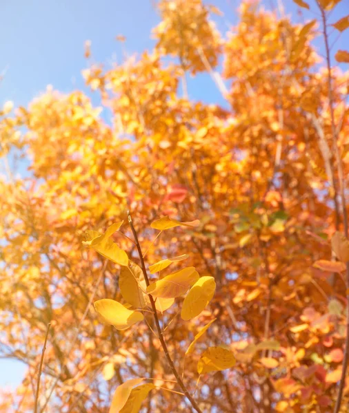 Żółto-czerwone liście Cotinus coggygria, zbliżenie. jesień ci — Zdjęcie stockowe