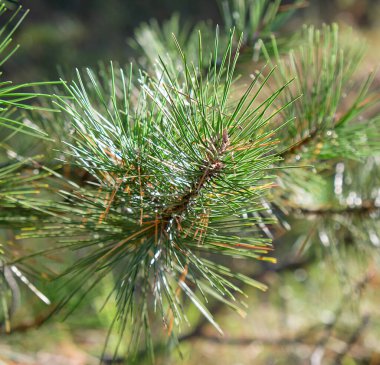 bir sonbahar gününde yeşil çam dalı
