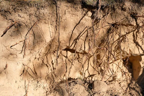 Roots of pine sticking out of the ground — Stock Photo, Image