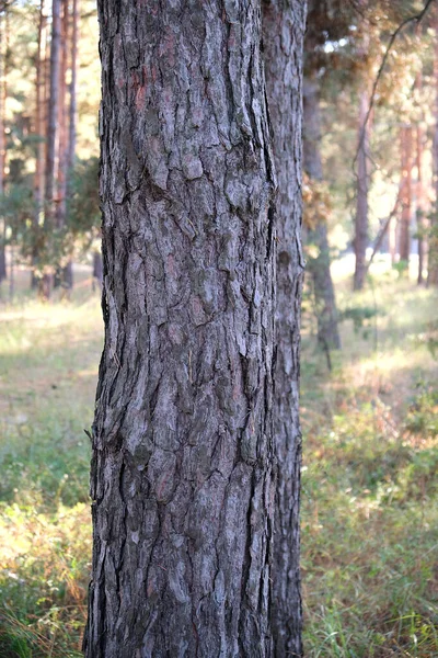 Rundum wachsender Kiefernstamm im Wald, Herbsttag — Stockfoto