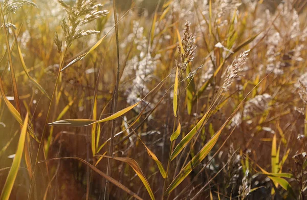 Trockene Schilfhalme am Teich wiegen sich an einem Herbsttag im Wind — Stockfoto