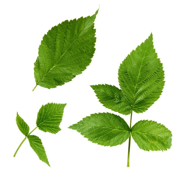 Conjunto de hojas verdes y ramas de frambuesa aisladas en un b blanco — Foto de Stock