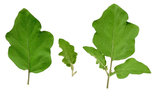 Set frischer grüner Auberginenblätter isoliert auf einem weißen Backgr — Stockfoto