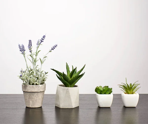 Keramiktöpfe mit Pflanzen auf schwarzem Tisch, weißer Hintergrund — Stockfoto