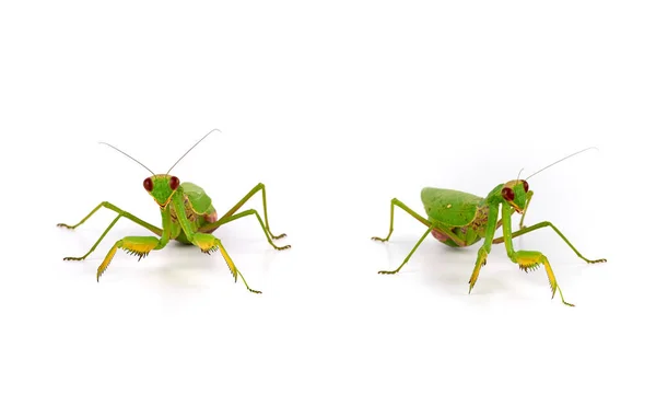 Vert mantis se tient sur un fond blanc — Photo