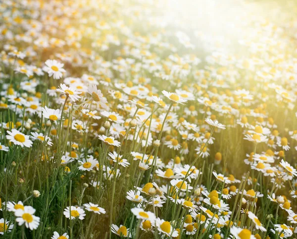 Campo Grande Con Margaritas Blancas Día Primavera Rayos Brillantes Del —  Fotos de Stock