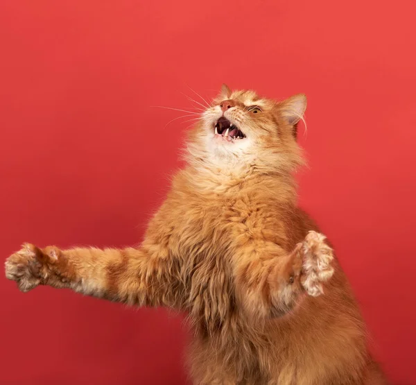 面白い大人の赤い猫は彼の額を横に広げ 彼の口は開いています 赤い背景に遊び心のある猫 — ストック写真