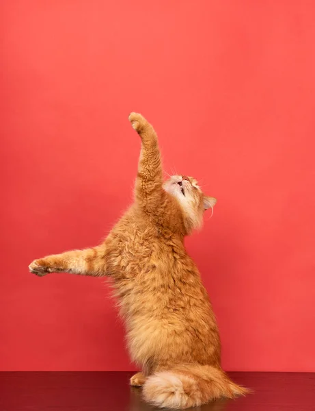 成年红猫跳起来 把爪子拉到红色的背景上 快乐的宠物 — 图库照片