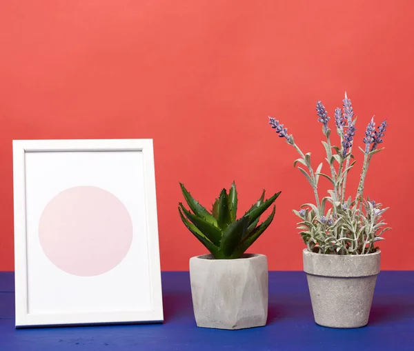 Weißer Fotorahmen Und Keramiktopf Mit Wachsender Pflanze Auf Blauem Holztisch — Stockfoto