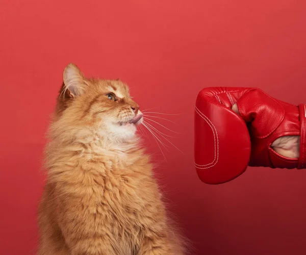 adult red cat fights with a red boxing glove. Funny and playful on a red background