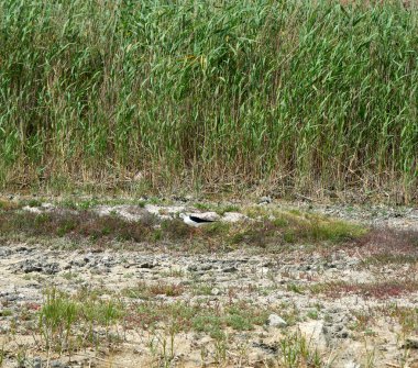 Himantopus Himantopus 'u yeşil kamışlı bir göletin ortasında, yaz günü. Ukrayna