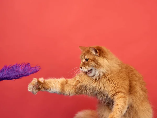 adult red cat plays with a purple feather on a red background, cute and funny animal