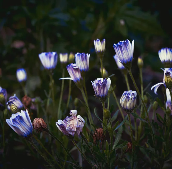 Blau Weiße Blumen Garten Sommer — Stockfoto