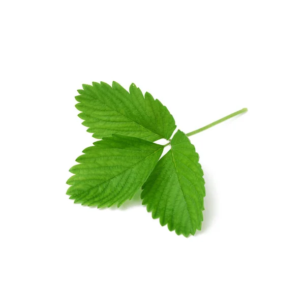 Grüne Erdbeerblatt Isoliert Auf Weißem Hintergrund Nahaufnahme — Stockfoto