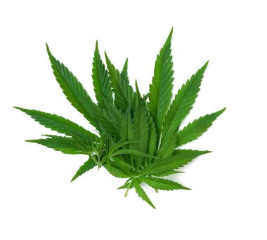 Beyaz arkaplanda izole edilmiş yeşil kenevir yaprağı, üst görünüm, alternatif tıp