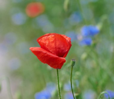 Bir bahar günü kırmızı gelincikler ve yeşil yapraklı tarla kapanır.