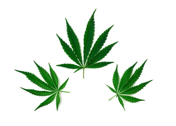 以白色背景分离的绿色大麻叶 顶视图 替代疗法 — 图库照片