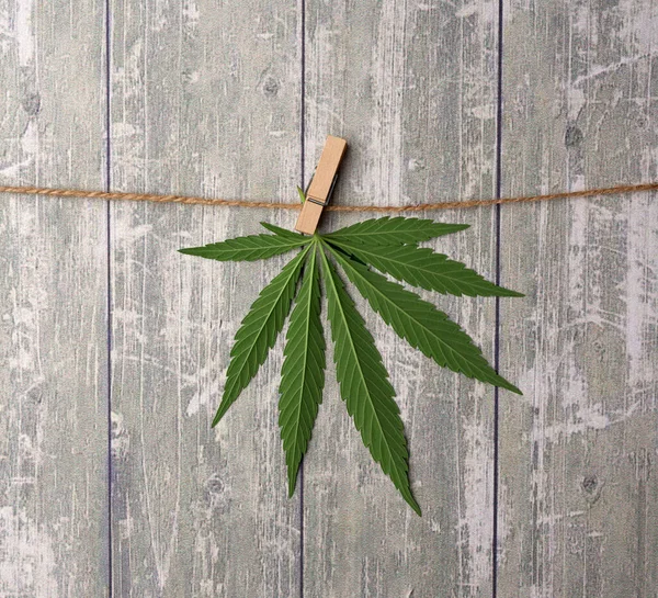 大麻绿叶 挂在绳子上 灰色背景 — 图库照片