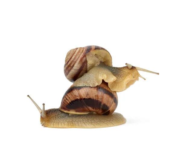 Two Brown Snails Isolated White Background Mollusk Sitting Another Mollusk — Stock Photo, Image