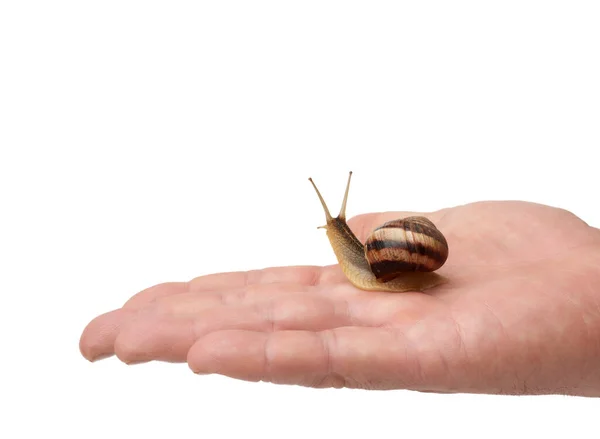 Mano Masculina Sostiene Caracol Marrón Sobre Fondo Blanco Aislado Vista — Foto de Stock