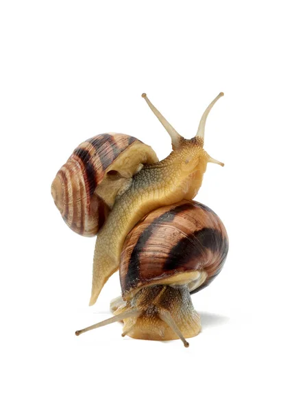 两只褐色的蜗牛在一个白色的背景上被隔离 软体动物坐在另一个软体动物上 — 图库照片
