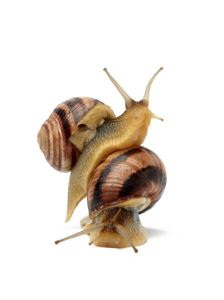two brown snails are isolated on a white background, mollusk is sitting on another mollusk