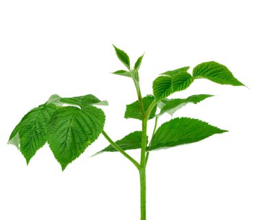 Beyaz arka planda yeşil yapraklı ahududu dalı, bir bitkinin genç çekimi