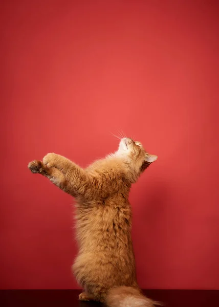 Erwachsene Rote Katze Springt Auf Und Zieht Ihre Pfoten Vor — Stockfoto