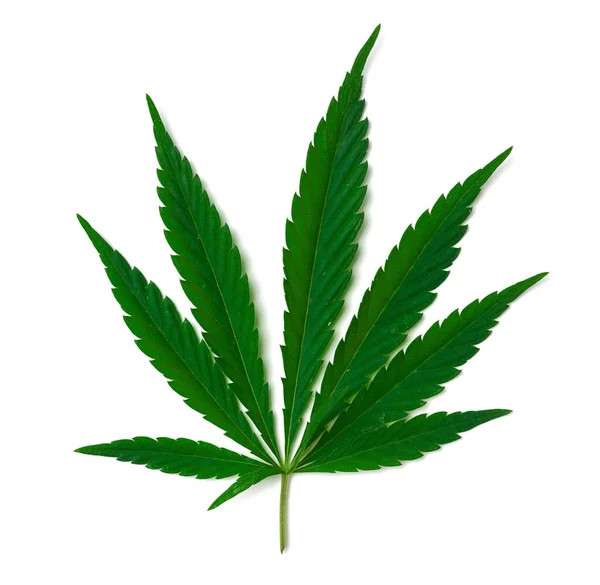 Grön Cannabis Blad Isolerad Vit Bakgrund Ovanifrån Alternativ Medicin — Stockfoto