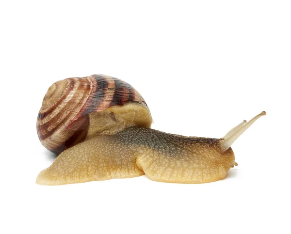 在白色背景上隔离的褐色蜗牛 蛤蟆侧视图 — 图库照片