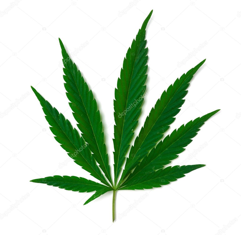 green cannabis leaf isolated on white background, top view, alternative medicine